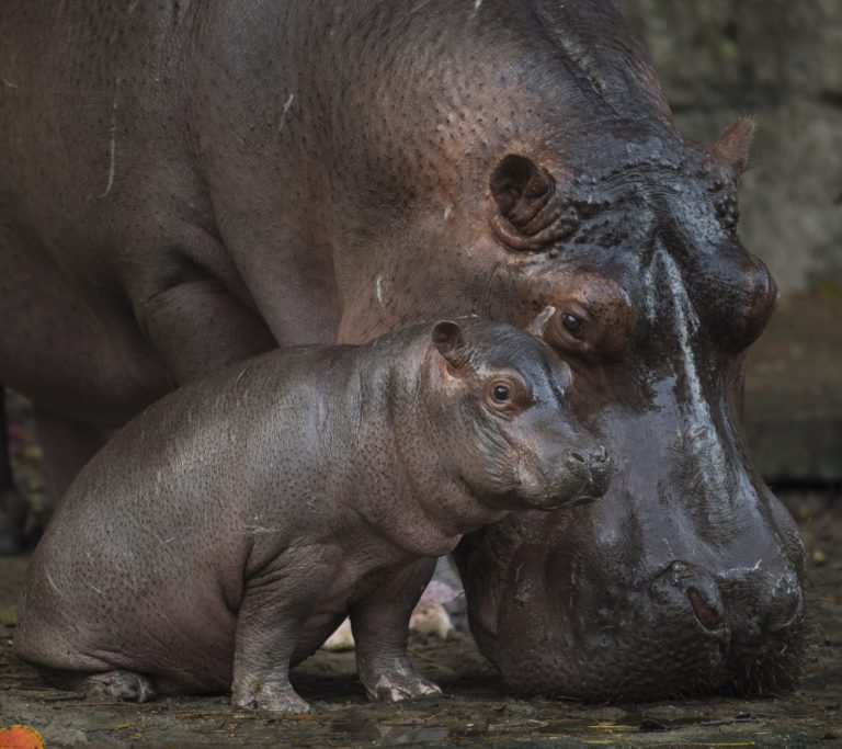 Augustus – Baby Hippo Born at Disney’s Animal Kingdom in Walt Disney World